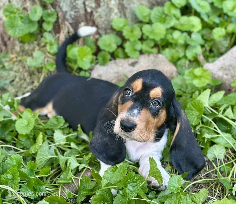 Avery – Basset Hound puppy for sale in Lexington, KY