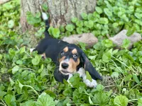 Avery, a male Basset Hound for sale in Lexington, KY – 8 of 10