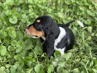 Speck , a male Basset Hound for sale in Lexington, KY – 2 of 10