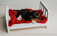 Handsome Dan , a male Basset Hound for sale in Lexington, KY – 9 of 10