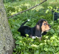 Handsome Dan , a male Basset Hound for sale in Lexington, KY – 3 of 10