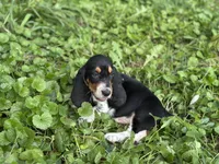Speck , a male Basset Hound for sale in Lexington, KY – 5 of 10