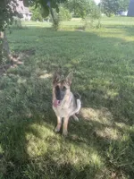 Poppy, a female German Shepherd Dog for sale in Lexington, KY – Photo 5 of 10