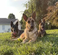 Poppy, a female German Shepherd Dog for sale in Lexington, KY – Photo 2 of 10