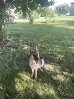 Poppy, a female German Shepherd Dog for sale in Lexington, KY – Photo 3 of 10