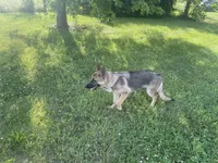 Poppy, a female German Shepherd Dog for sale in Lexington, KY – Photo 9 of 10
