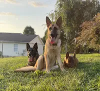 Poppy, a female German Shepherd Dog for sale in Lexington, KY – Photo 1 of 10