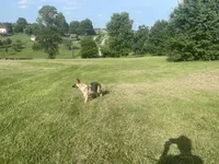 Poppy, a female German Shepherd Dog for sale in Lexington, KY – Photo 8 of 10