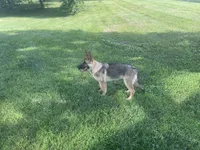 Poppy, a female German Shepherd Dog for sale in Lexington, KY – Photo 6 of 10