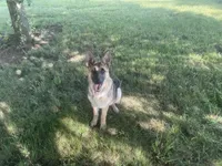 Poppy, a female German Shepherd Dog for sale in Lexington, KY – Photo 4 of 10