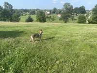 Poppy, a female German Shepherd Dog for sale in Lexington, KY – Photo 10 of 10