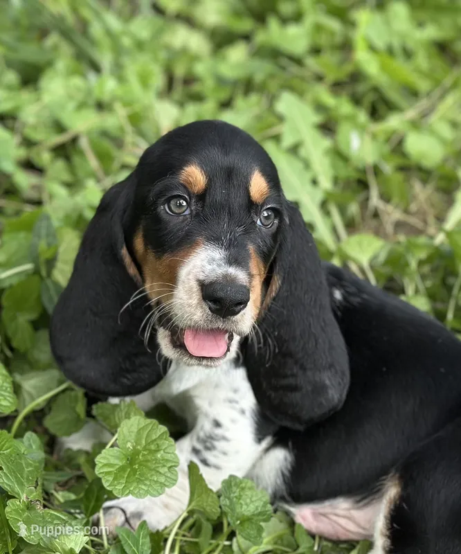 Speck  – Basset Hound puppy for sale in Lexington, KY