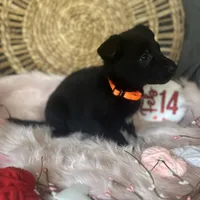 DAHLIA, a female German Shepherd Dog for sale in Lexington, KY – Photo 7 of 8