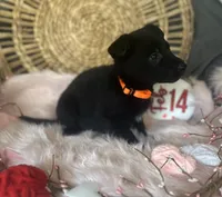 DAHLIA, a female German Shepherd Dog for sale in Lexington, KY – Photo 7 of 8