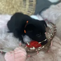 DAHLIA, a female German Shepherd Dog for sale in Lexington, KY – Photo 8 of 8