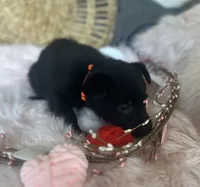 DAHLIA, a female German Shepherd Dog for sale in Lexington, KY – Photo 8 of 8