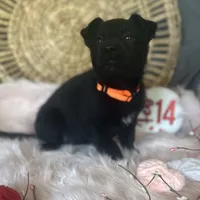 DAHLIA, a female German Shepherd Dog for sale in Lexington, KY – Photo 3 of 8