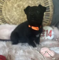 DAHLIA, a female German Shepherd Dog for sale in Lexington, KY – Photo 3 of 8