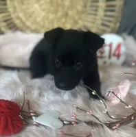 DAHLIA, a female German Shepherd Dog for sale in Lexington, KY – Photo 2 of 8