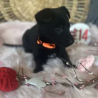 DAHLIA, a female German Shepherd Dog for sale in Lexington, KY – Photo 1 of 8