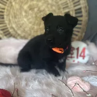 DAHLIA, a female German Shepherd Dog for sale in Lexington, KY – Photo 5 of 8