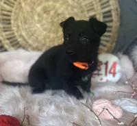 DAHLIA, a female German Shepherd Dog for sale in Lexington, KY – Photo 5 of 8