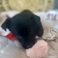 DAHLIA, a female German Shepherd Dog for sale in Lexington, KY – Photo 4 of 8