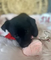 DAHLIA, a female German Shepherd Dog for sale in Lexington, KY – Photo 4 of 8