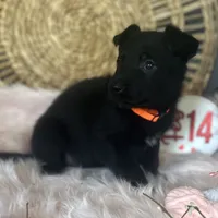 DAHLIA, a female German Shepherd Dog for sale in Lexington, KY – Photo 6 of 8