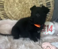 DAHLIA, a female German Shepherd Dog for sale in Lexington, KY – Photo 6 of 8