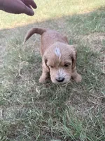 Bernard, a male Sheepadoodle and Miniature Labradoodle for sale in Mesa, AZ – 5 of 8