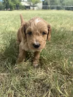 Dottie, a female Sheepadoodle and Miniature Labradoodle for sale in Mesa, AZ – 4 of 7