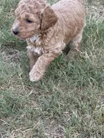 Sadie, a female Sheepadoodle and Miniature Labradoodle for sale in Mesa, AZ – 3 of 5