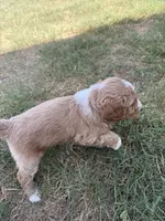 Hank, a male Sheepadoodle and Miniature Labradoodle for sale in Mesa, AZ – 5 of 7