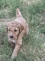 Sadie, a female Sheepadoodle and Miniature Labradoodle for sale in Mesa, AZ – 4 of 5