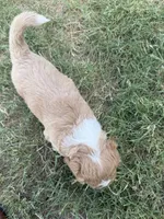 Hank, a male Sheepadoodle and Miniature Labradoodle for sale in Mesa, AZ – 4 of 7
