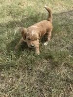 Dottie, a female Sheepadoodle and Miniature Labradoodle for sale in Mesa, AZ – 4 of 4