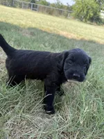 Oreo, a female Sheepadoodle and Miniature Labradoodle for sale in Mesa, AZ – 2 of 7