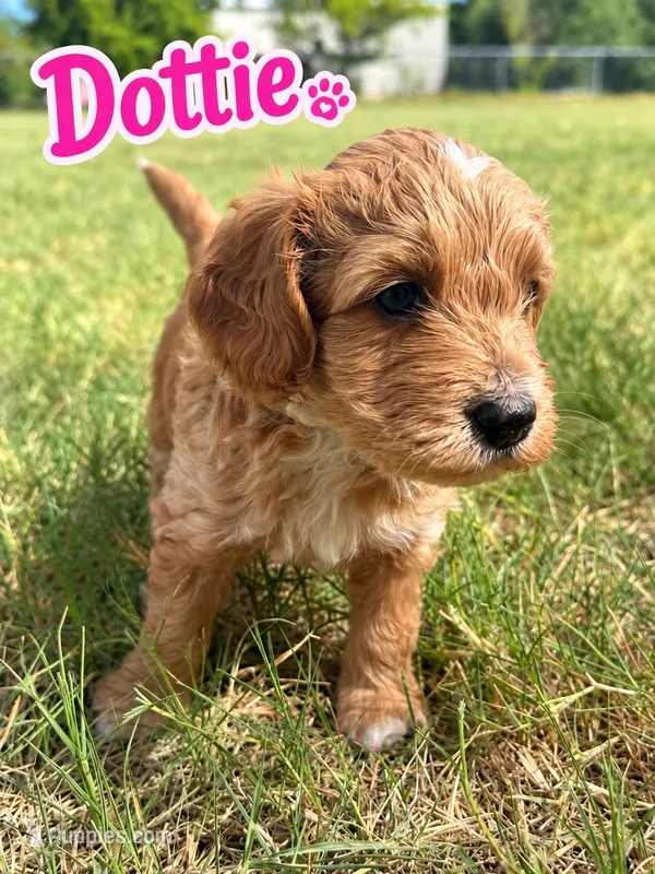 Dottie – Sheepadoodle, Miniature Labradoodle puppy for sale in Mesa, AZ