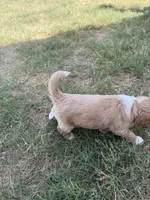 Hank, a male Sheepadoodle and Miniature Labradoodle for sale in Mesa, AZ – 6 of 7