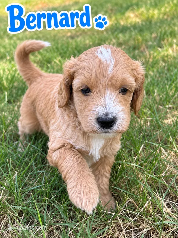 Bernard – Sheepadoodle, Miniature Labradoodle puppy for sale in Mesa, AZ