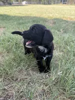 Oreo, a female Sheepadoodle and Miniature Labradoodle for sale in Mesa, AZ – 5 of 7