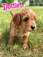 Dottie, a female Sheepadoodle and Miniature Labradoodle for sale in Mesa, AZ – 1 of 7