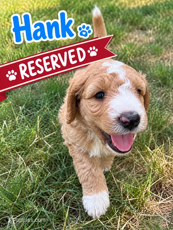 Hank – Sheepadoodle, Miniature Labradoodle puppy for sale in Mesa, AZ