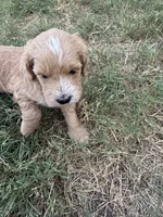 Bernard, a male Sheepadoodle and Miniature Labradoodle for sale in Mesa, AZ – 7 of 8