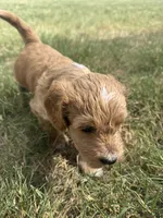 Dottie, a female Sheepadoodle and Miniature Labradoodle for sale in Mesa, AZ – 2 of 7