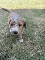 Hank, a male Sheepadoodle and Miniature Labradoodle for sale in Mesa, AZ – 3 of 7