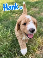 Hank, a male Sheepadoodle and Miniature Labradoodle for sale in Mesa, AZ – 1 of 7