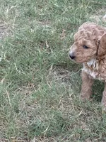 Sadie, a female Sheepadoodle and Miniature Labradoodle for sale in Mesa, AZ – 5 of 5