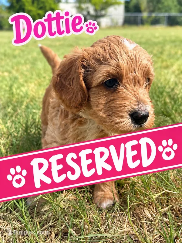 Dottie – Sheepadoodle, Miniature Labradoodle puppy for sale in Mesa, AZ